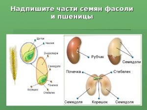 Как сравнить проросток фасоли и пшеницы?