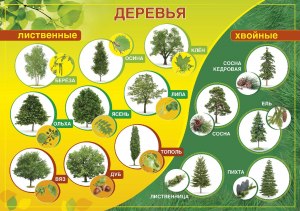 ВПР математика 4 кл. Каких деревьев больше растёт в восточной части парка?