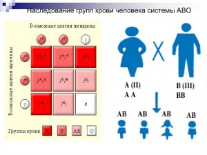 Каковы генотипы и фенотипы родителей, если у мальчика 2 группа крови Rh-?
