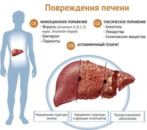 ОГЭ Биология, Какие функции выполняет печень у взрослого человека?
