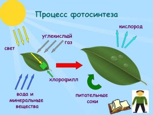 ОГЭ Биология, Как ответить на вопрос о протекании фотосинтеза?