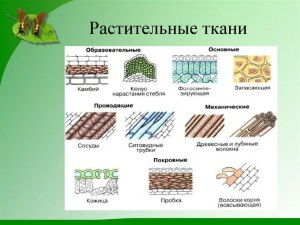 Какой водоём называли Хвалынское море и почему оно получило такое название?