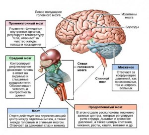 ОГЭ Биология, Как сопоставить отделы нервной системы с их функциями?