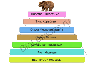 Какие систематические категории отражают приведенные названия животных?