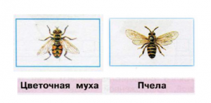 ОГЭ Биология, Как сопоставить собаку и пчелу с их характеристиками?