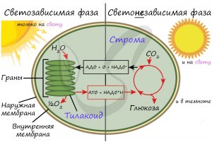 ОГЭ Биология. Как выполнить задание по теме "Световая фаза фотосинтеза"?