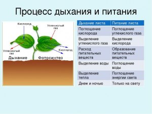 ОГЭ Биология, Что происходит в процессе клеточного дыхания у растений?