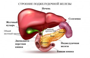 Как сопоставить печень и поджелудочную железу с их характеристиками?