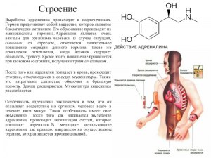 ОГЭ Биология, Чем регулируется уровень адреналина в крови?