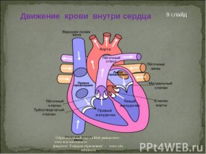 ОГЭ Биология, Как заполнить пропуски в тексте о движении крови в организме?