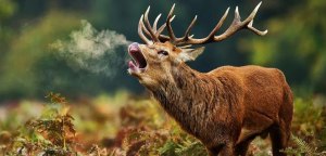 Кто водится в горах?