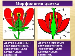 Что называют околоцветником?