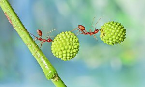 На какую сторону света указывает обрывистая часть муравейника?