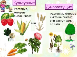 Какие дикорастущие цветы двухлетники и их окраску вы знаете?