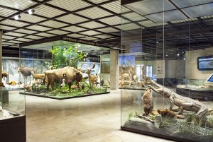 Чем необычна лестница в оранжерее Дарвиновского музея в Москве?