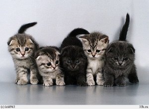 Домашняя кошка к какому семейству относится?