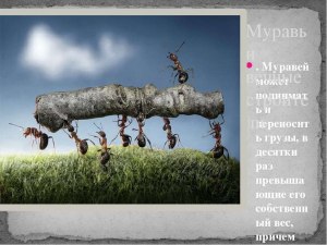 Как ответить: Вес крупного муравья 0,07 г и длина тела 17 мм (см)?