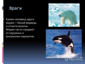 Какое животное враг моржа: белый медведь, белая акула, морской котик?