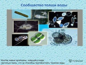 Почему живые организмы могут находиться в воде во взвешенном состоянии?