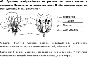 Как сравнить строение цветков вишни и тюльпана?