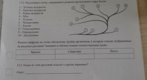 Какими цифрами на схеме биол. круговорота обозначены растения и хищники?