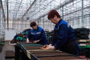 "Научные миры". Как ответить про посадку семян помидора, ячменя... (см.)?