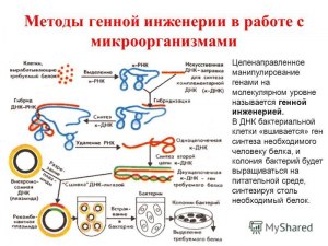 Как установ. последов. действий по созданию штамма бактерий (соматотропин)?