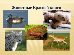 Какие два вида животных занесены в Красную книгу РФ: лось, выдра, лисица?