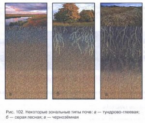 Глеевые и каштановые почвы каким природным зонам соответствуют?