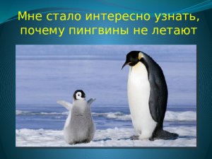 Вот интересно, почему мокрые пингвины не прилипают ко льду?