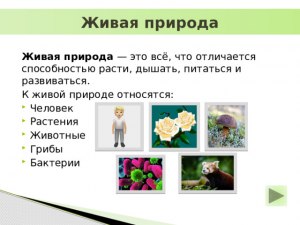 Что относятся к растениям: бактерии, млекопитающие, грибы, папоротники?