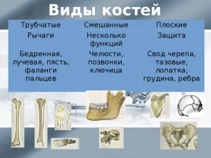 Какая из костей челов. явл. непарной: лопатка, ключица, бедренная, грудина?