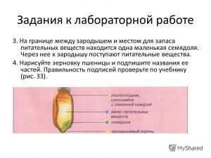 У каких растений запас питательных веществ в находится в семядолях?