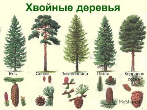 Как решить: В лесу 40% деревьев — хвойные, при этом ели составляют 34%?