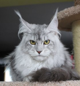 Что значит, если команда "Повторить" светло-серого цвета: неактивная, ...?