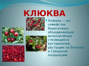 Что за кустарнички, похожие на ёлочки с тёмными ягодами растут на Сахалине?