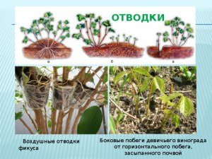 Какая функция толстого и мясистого побега кактуса?