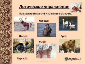 Пальцеходящие, но не фалангоходящие — каких животных выбрать из списка?