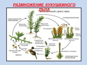 Как прорастает спора у кукушкиного льна?