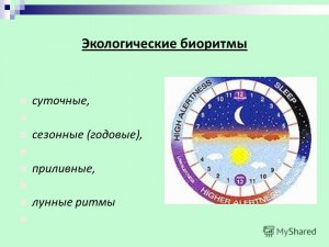 Как соотнести экологические ритмы с двумя типами (см)?