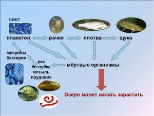 Почему в озёрах с большой численностью хищных рыб цветение воды реже?