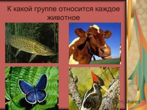 К какой группе относится животное с плавниками, без плавательного пузыря?