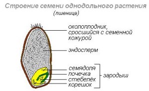 Какая структура не является частью зародыша семени растения?