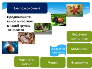 К какой группе относится бессердечное, безмозглое животное, зарыв. в песок?