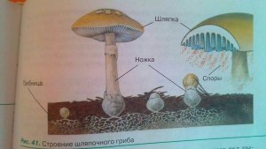 Что за мицелий изображён на микрофотографии (см)?
