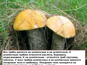 Что не относится к грибам: эризифе дубовая, синхитрий, тафрина, вентурия?