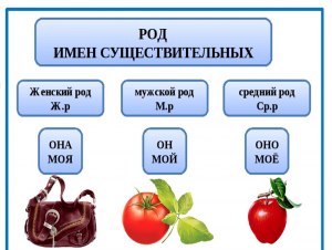 Почему мама - это женский род, а папа - мужской?