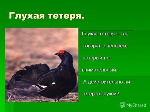 Как правильно звучит выражение: "Глух как тетерев...", о ком так говорят?