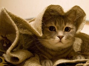 В какое время и как появилось выражение "кот в мешке"?