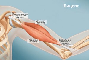 Какие движения возможны в локтевом суставе?